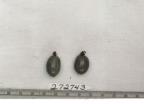 Click for 1 image(s) for this accession. FRUIT